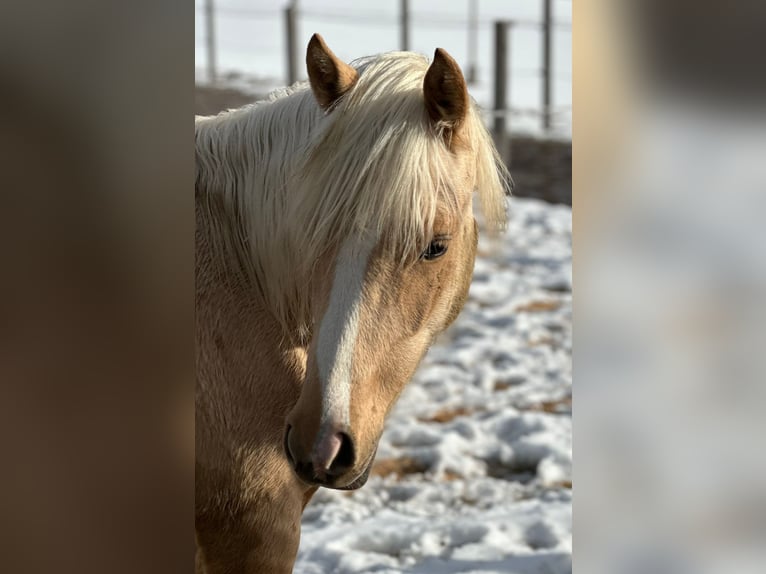 Deutsches Reitpony Stute 1 Jahr Palomino in Gaming