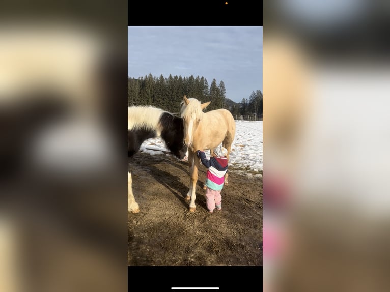 Deutsches Reitpony Stute 1 Jahr Palomino in Gaming