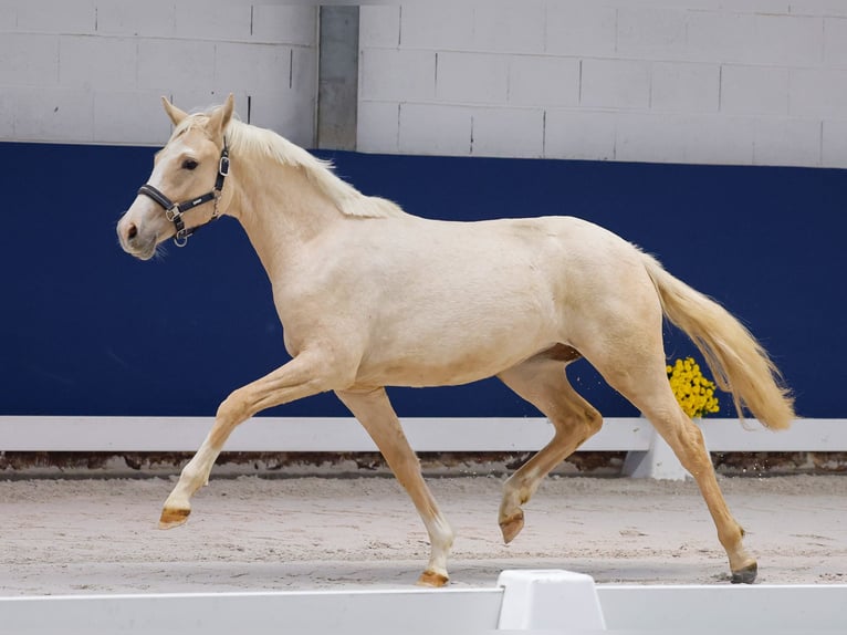 Deutsches Reitpony Stute 1 Jahr Palomino in Marsberg