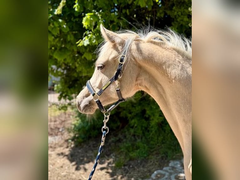 Deutsches Reitpony Stute 1 Jahr Palomino in Zangberg