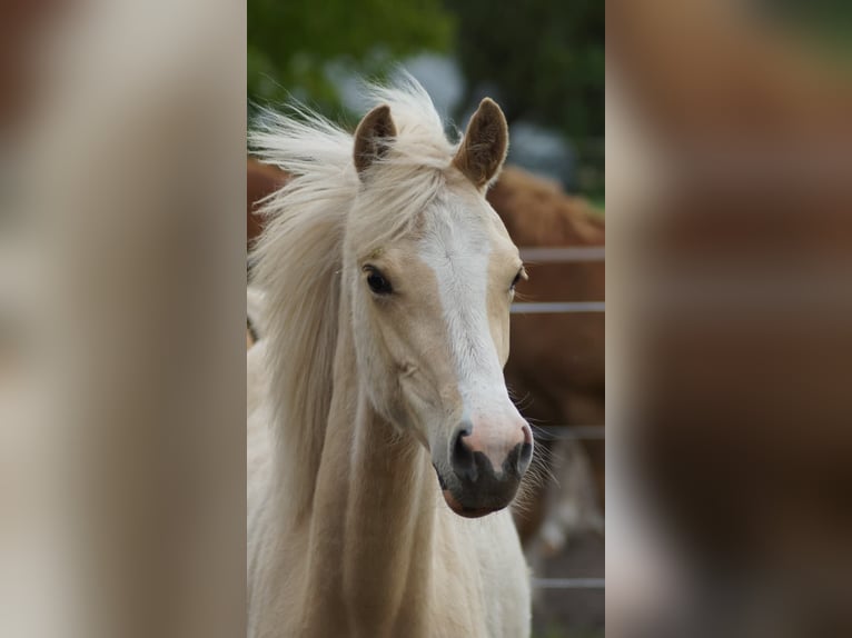 Deutsches Reitpony Stute 1 Jahr Palomino in Neuenkirchen-Vörden