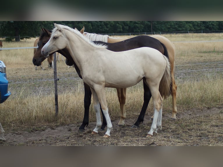 Deutsches Reitpony Stute 1 Jahr Palomino in Neuenkirchen-Vörden