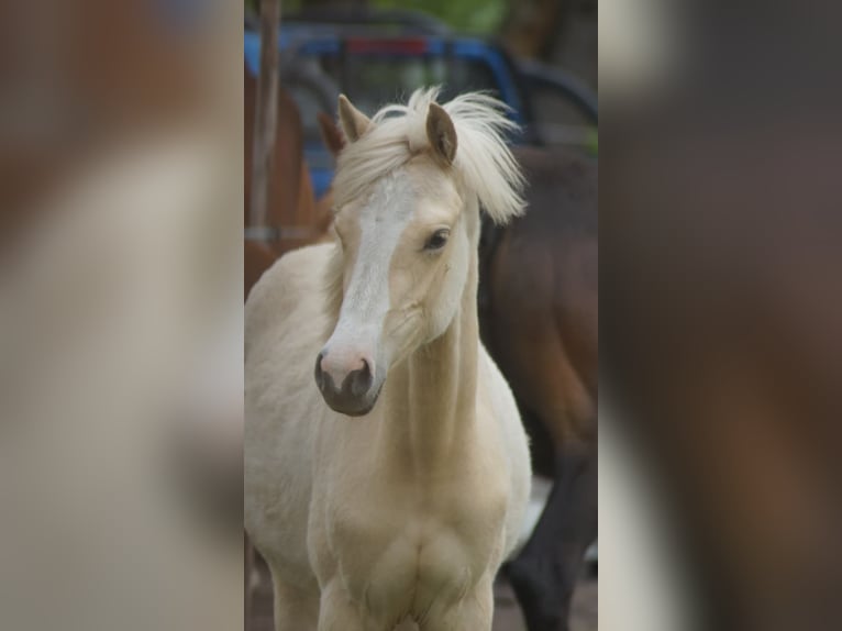Deutsches Reitpony Stute 1 Jahr Palomino in Neuenkirchen-Vörden