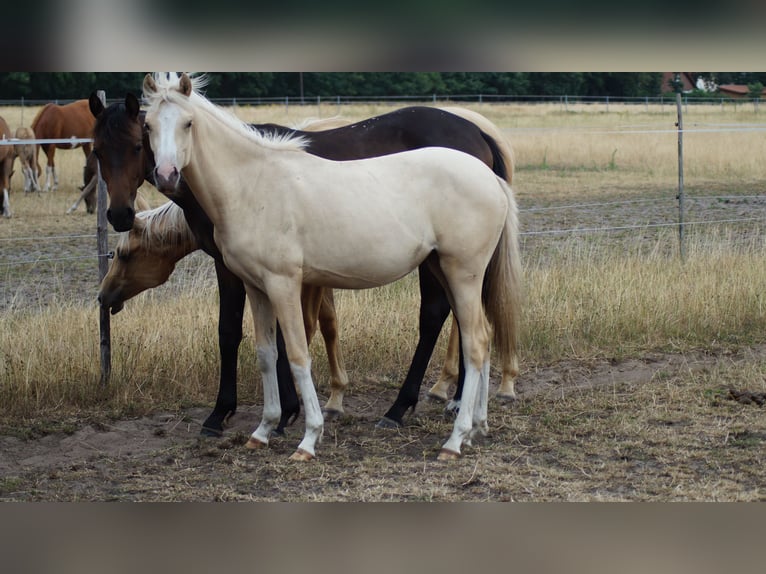 Deutsches Reitpony Stute 1 Jahr Palomino in Neuenkirchen-Vörden