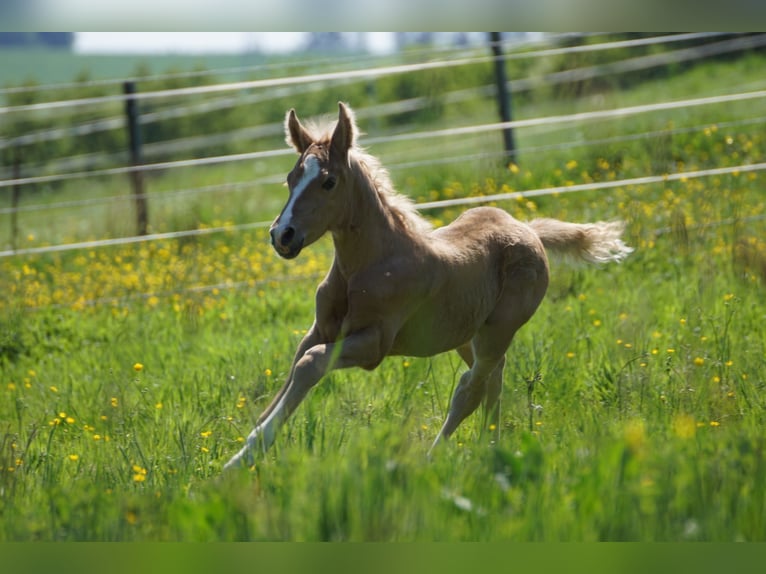 Deutsches Reitpony Stute 1 Jahr Palomino in OverathOverath