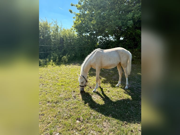 Deutsches Reitpony Stute 1 Jahr Palomino in Zangberg