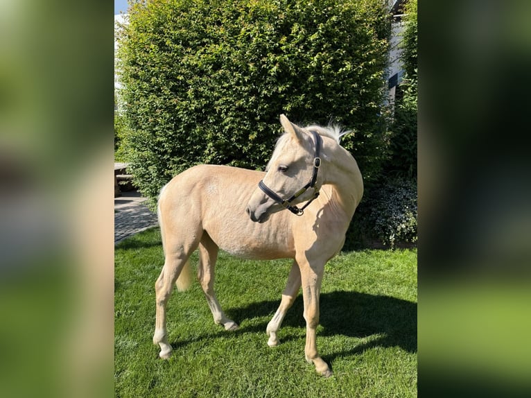 Deutsches Reitpony Stute 1 Jahr Palomino in Zangberg