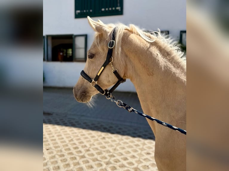 Deutsches Reitpony Stute 1 Jahr Palomino in Zangberg