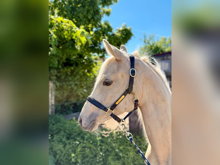Deutsches Reitpony Stute 1 Jahr Palomino in Zangberg