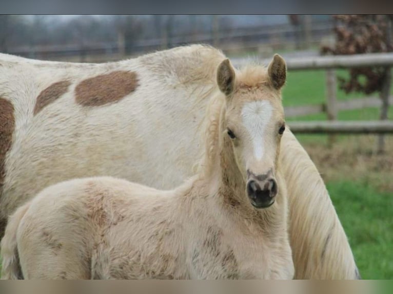 Deutsches Reitpony Stute 1 Jahr Palomino in Zangberg