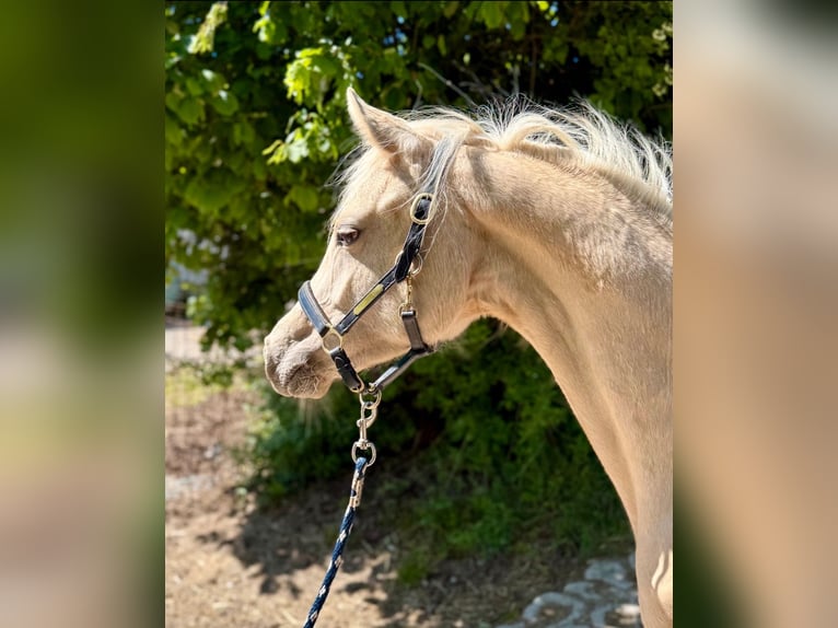 Deutsches Reitpony Stute 1 Jahr Palomino in Zangberg