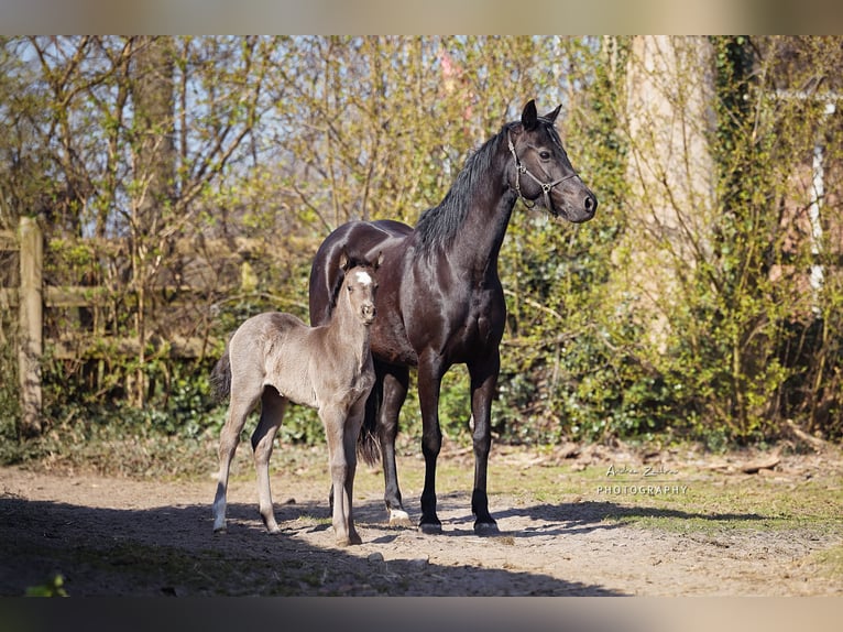 Deutsches Reitpony Stute 1 Jahr Rappe in Visselhövede