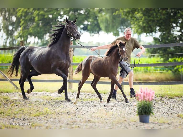 Deutsches Reitpony Stute 1 Jahr Rappe in Visselhövede