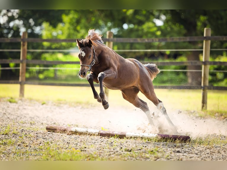 Deutsches Reitpony Stute 1 Jahr Rappe in Visselhövede