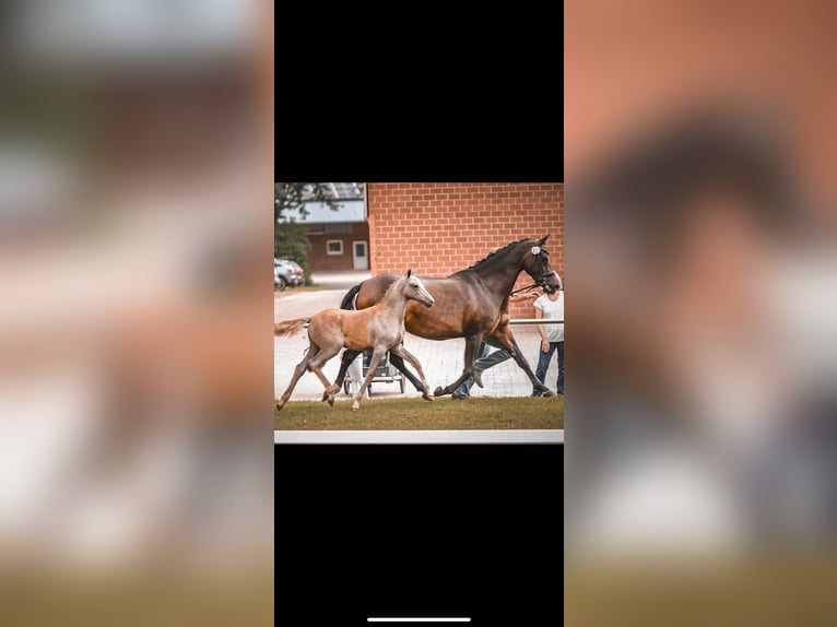 Deutsches Reitpony Stute 1 Jahr Schimmel in Espelkamp