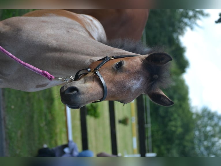 Deutsches Reitpony Stute 1 Jahr Schimmel in Klein NordendE