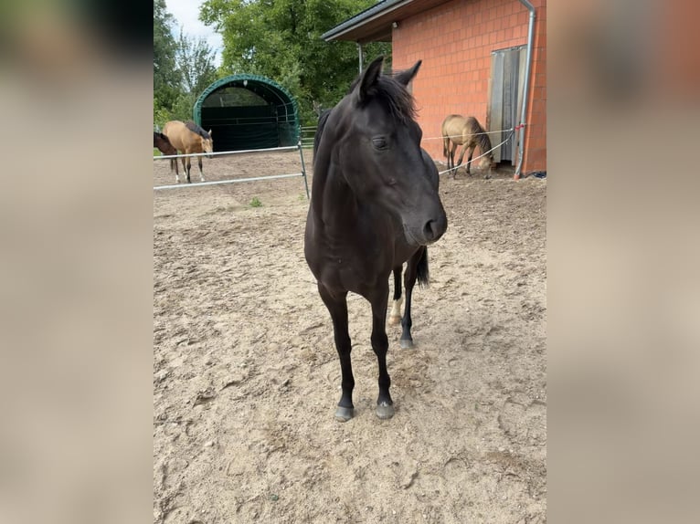 Deutsches Reitpony Stute 1 Jahr Schwarzbrauner in Bienenbüttel