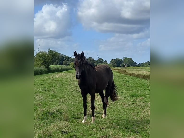 Deutsches Reitpony Stute 1 Jahr Schwarzbrauner in Hamburg