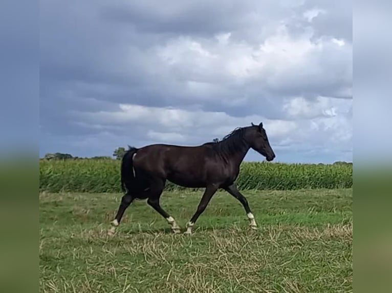 Deutsches Reitpony Stute 1 Jahr Schwarzbrauner in Hamburg