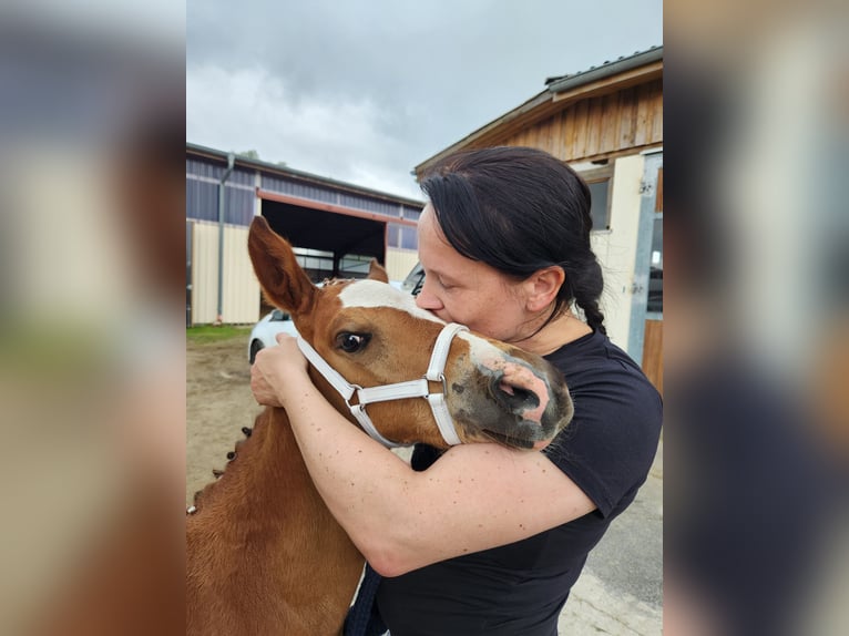 Deutsches Reitpony Stute 1 Jahr in Lubmin