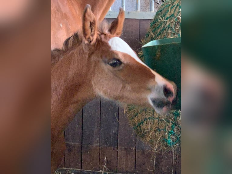 Deutsches Reitpony Stute 1 Jahr in Lubmin