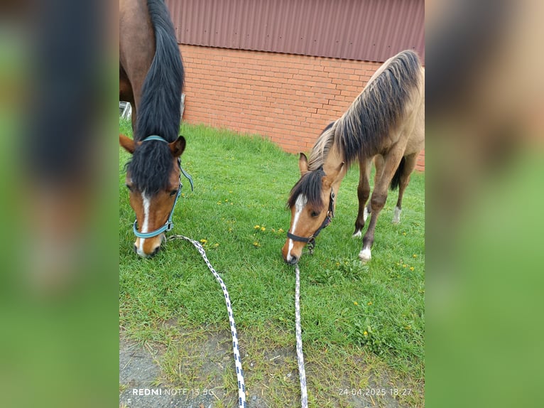 Deutsches Reitpony Stute 1 Jahr in Steinfurt