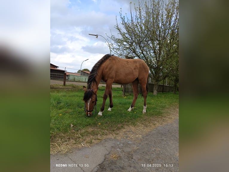 Deutsches Reitpony Stute 1 Jahr in Steinfurt
