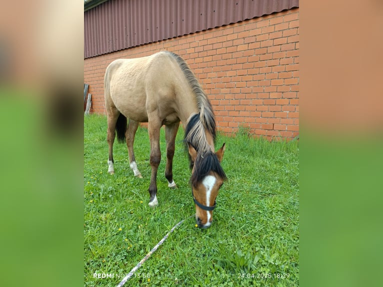 Deutsches Reitpony Stute 1 Jahr in Steinfurt