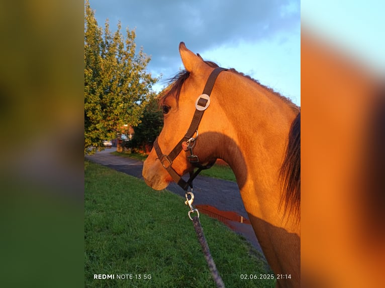 Deutsches Reitpony Stute 1 Jahr in Steinfurt
