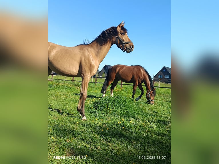 Deutsches Reitpony Stute 1 Jahr in Steinfurt
