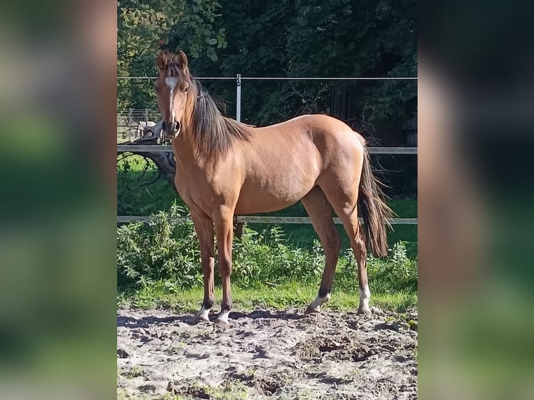 Deutsches Reitpony Stute 1 Jahr in Steinfurt