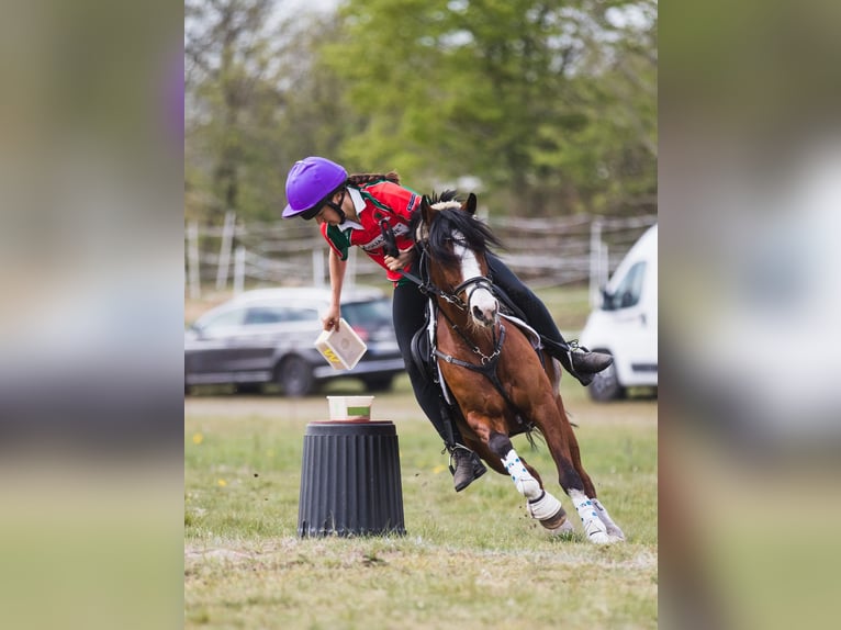 Deutsches Reitpony Stute 20 Jahre 136 cm Brauner in Rotenburg (W&#xFC;mme)