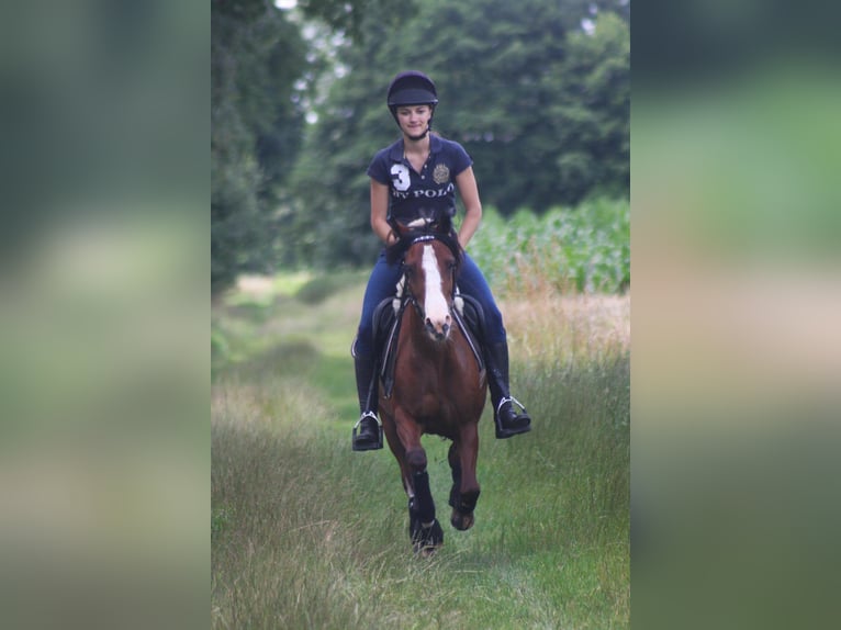 Deutsches Reitpony Stute 20 Jahre 136 cm Brauner in Rotenburg (W&#xFC;mme)
