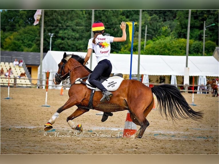 Deutsches Reitpony Stute 20 Jahre 136 cm Brauner in Rotenburg (W&#xFC;mme)