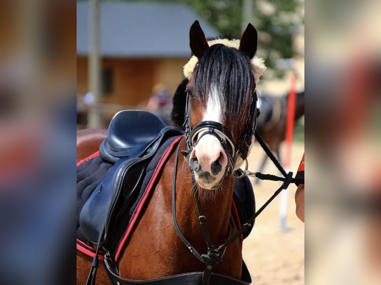Deutsches Reitpony Stute 20 Jahre 136 cm Brauner in Rotenburg (W&#xFC;mme)