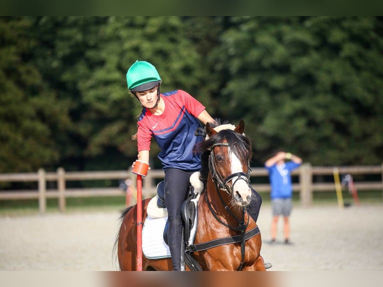 Deutsches Reitpony Stute 20 Jahre 136 cm Brauner in Rotenburg (W&#xFC;mme)