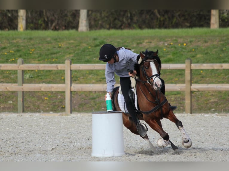 Deutsches Reitpony Stute 20 Jahre 136 cm Brauner in Rotenburg (W&#xFC;mme)