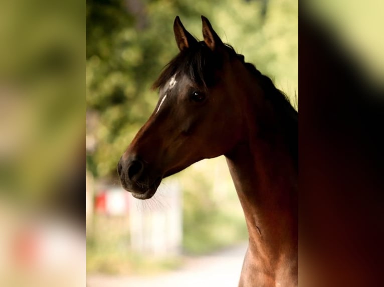 Deutsches Reitpony Mix Stute 20 Jahre 142 cm Brauner in Schwanewede