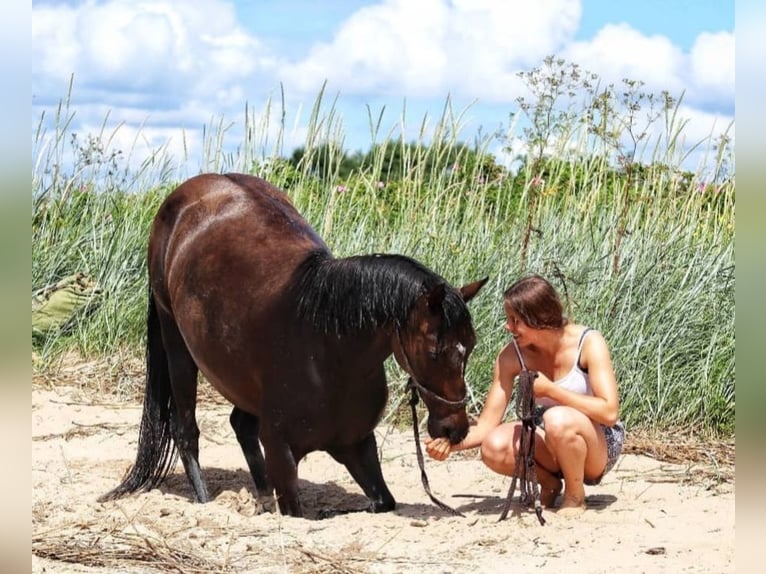Deutsches Reitpony Mix Stute 20 Jahre 142 cm Brauner in Schwanewede