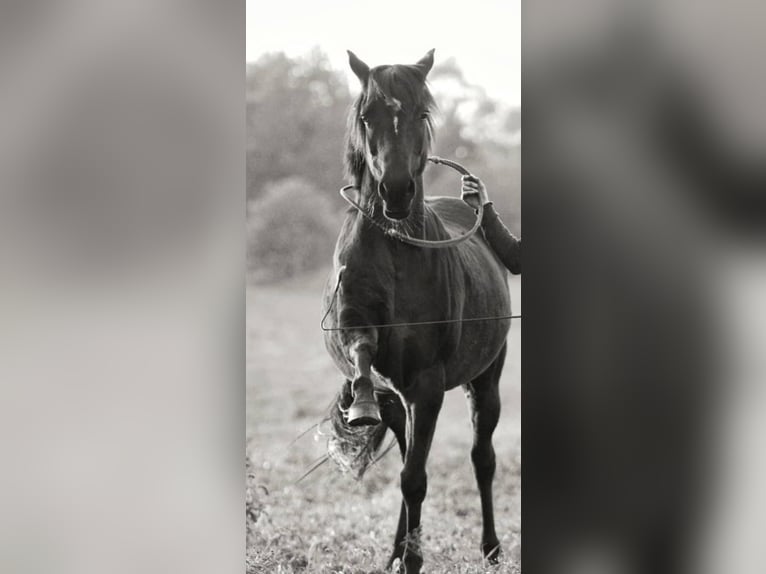 Deutsches Reitpony Mix Stute 20 Jahre 142 cm Brauner in Schwanewede