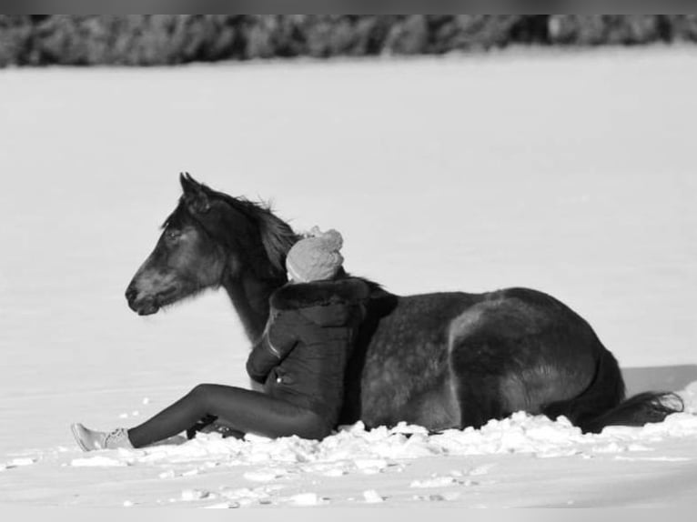 Deutsches Reitpony Mix Stute 20 Jahre 142 cm Brauner in Schwanewede