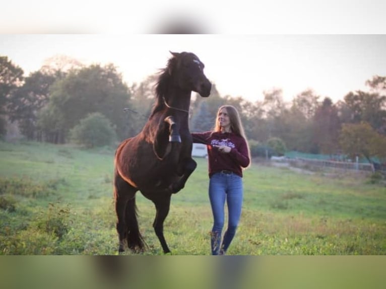 Deutsches Reitpony Mix Stute 20 Jahre 142 cm Brauner in Schwanewede
