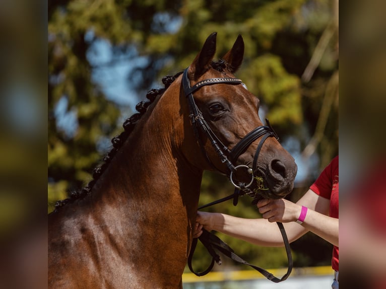 Deutsches Reitpony Stute 20 Jahre 142 cm Dunkelbrauner in Dinklage