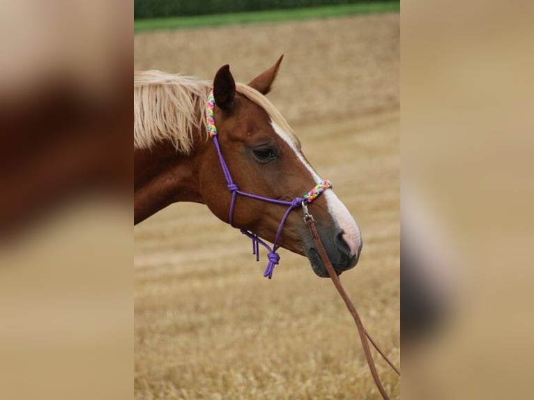 Deutsches Reitpony Stute 20 Jahre 144 cm  in Ludwigsburg