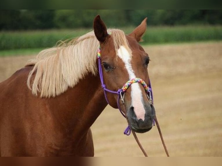Deutsches Reitpony Stute 20 Jahre 144 cm  in Ludwigsburg