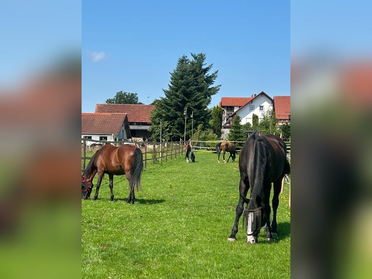 Deutsches Reitpony Mix Stute 20 Jahre 145 cm Brauner in Greifenberg