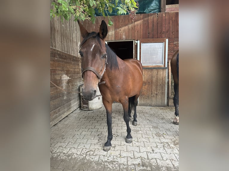 Deutsches Reitpony Mix Stute 20 Jahre 145 cm Brauner in Greifenberg