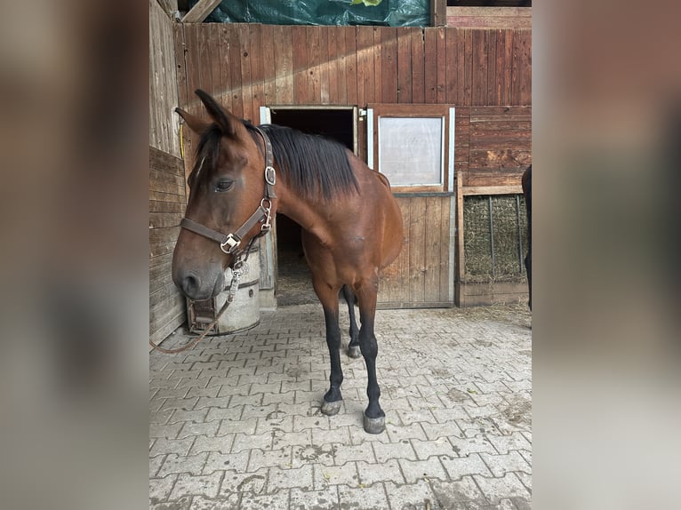 Deutsches Reitpony Mix Stute 20 Jahre 145 cm Brauner in Greifenberg