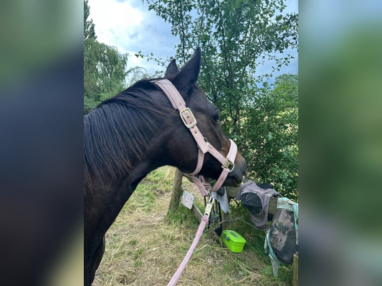 Deutsches Reitpony Stute 20 Jahre 147 cm Brauner in Laatzen