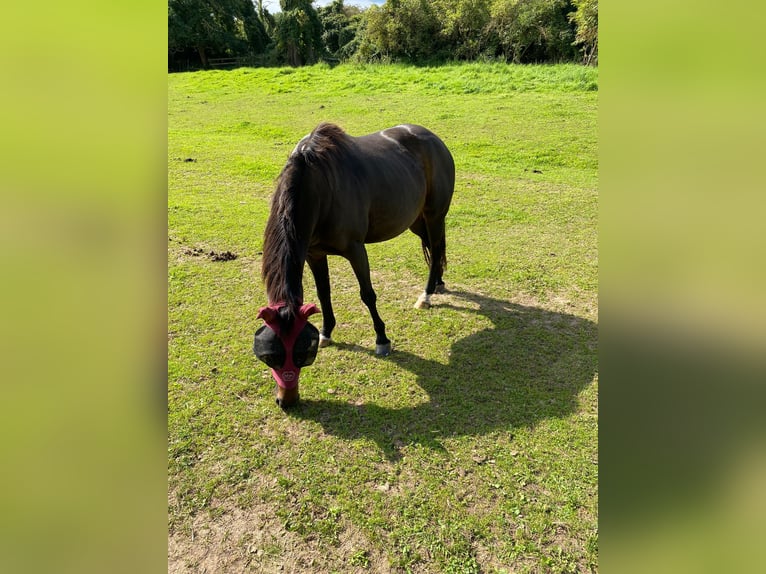 Deutsches Reitpony Stute 20 Jahre 147 cm Brauner in Laatzen